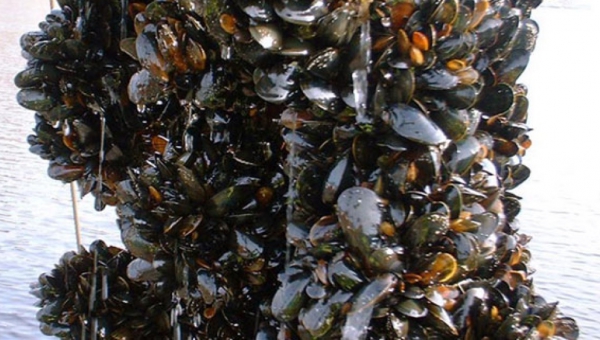 Molluschicoltura ed eventi climatici estremi estivi